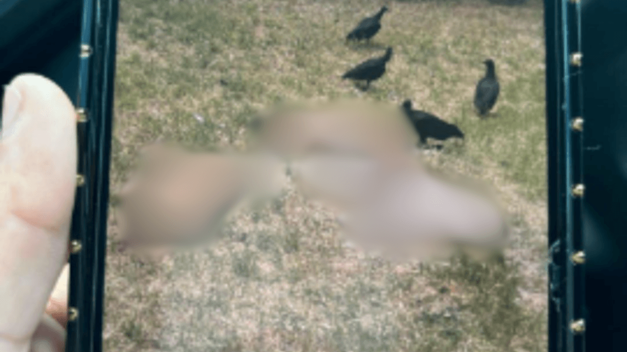 Encuentran a seis perros muertos, algunos con balazos, apilados en una zanja