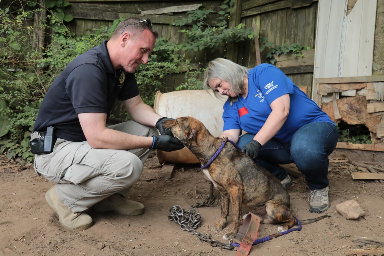 Antes de los combates, los criadores también acuerdan cuándo y dónde pelearán sus perros. A veces el lugar se mantiene en secreto hasta poco antes del evento.
