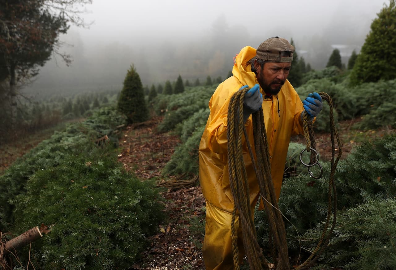 Un trabajador lleva la cuerda con la que se atarán los árboles que serán levantados por un helicóptero. La granja no ha escatimado en mantener un proceso de poco impacto en el medio ambiente.