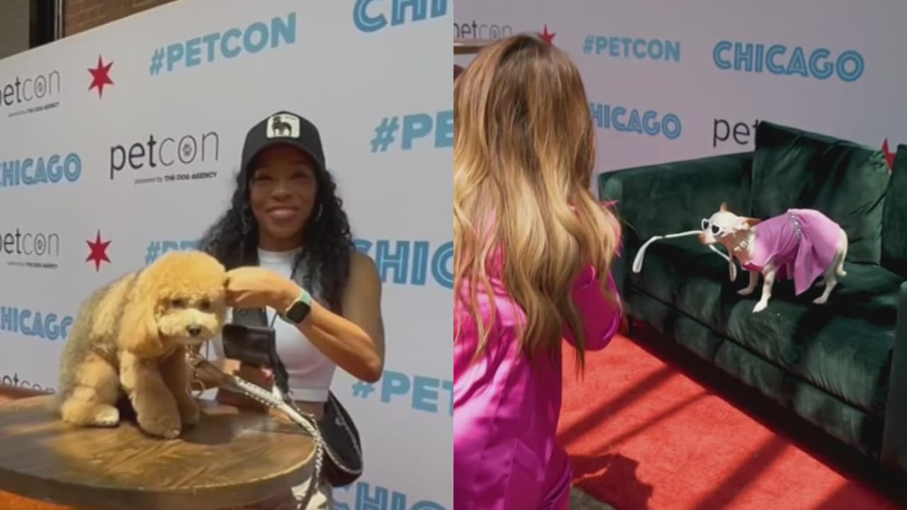 Mascotas con millones de seguidores: así fue la convención de animales “influyentes” en Chicago