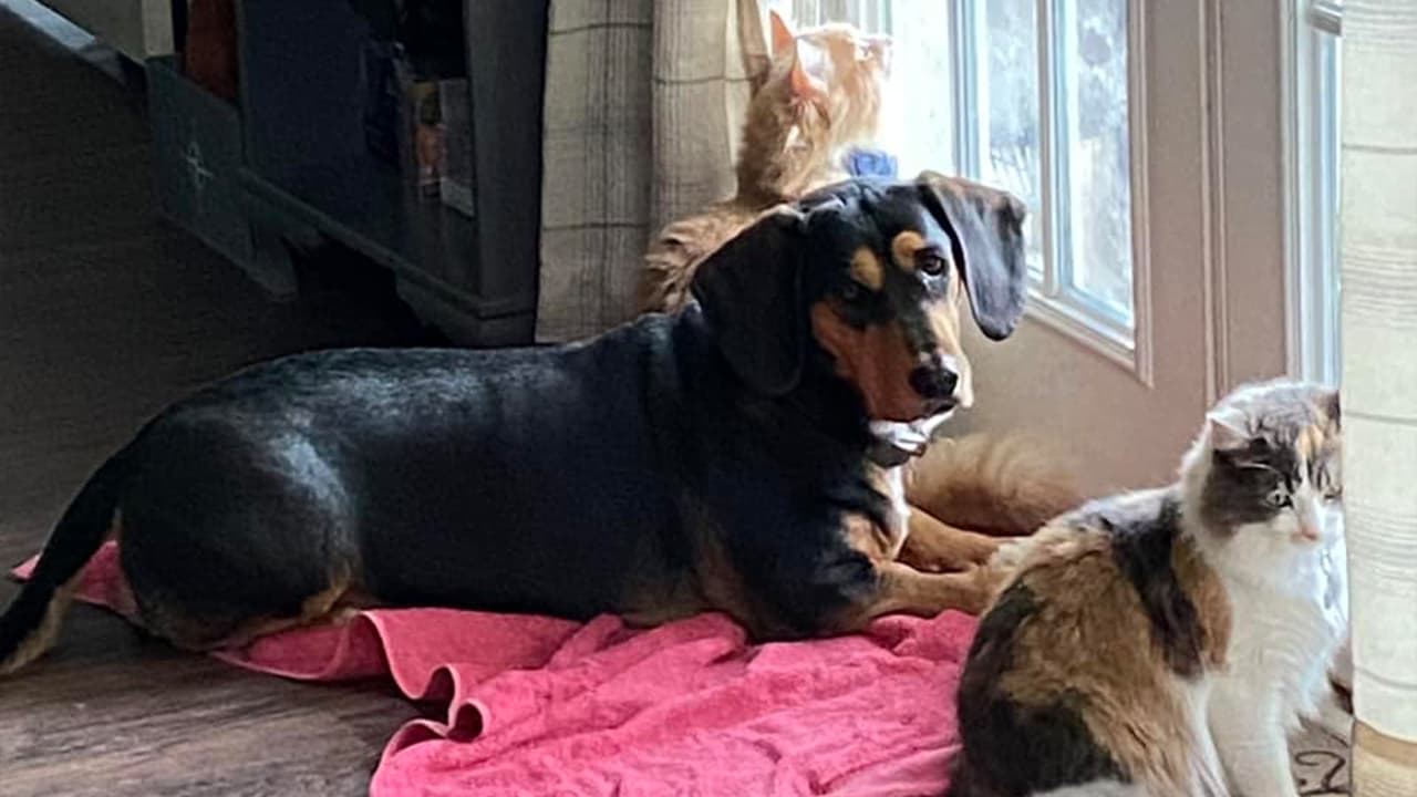 Por eso, pedimos a los usuarios de Univision 45 que nos enviaran fotos o videos de sus mascotas para celebrar esta fecha.