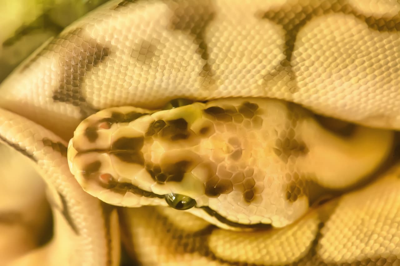 Burmese python
<br>