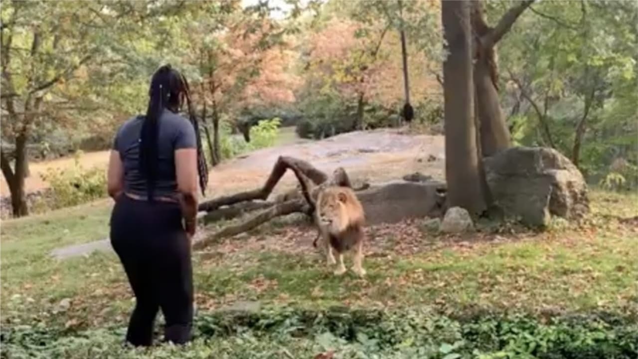Mujer entra al área de los leones en el Zoológico de El Bronx y ¡se burla de uno de ellos! 