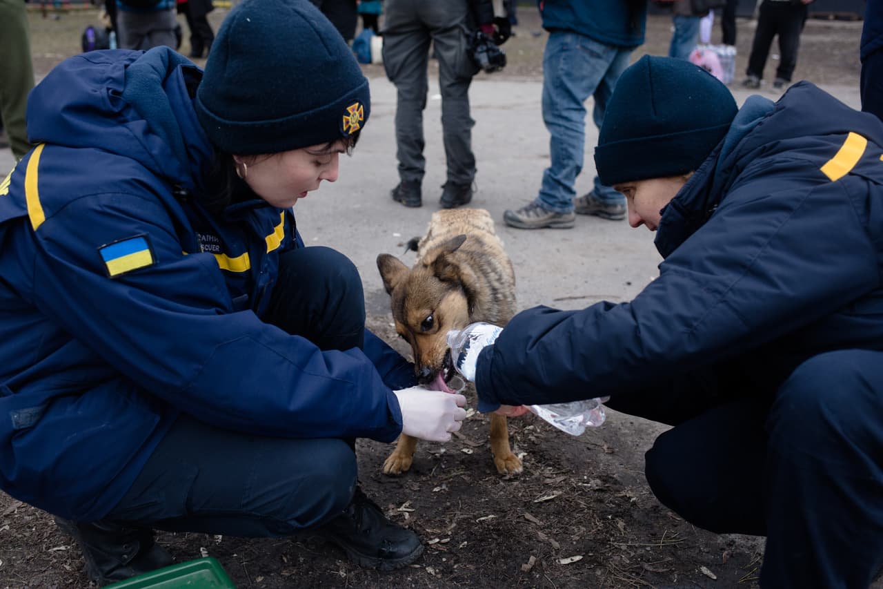Pero en medio de la estampida humana por 
<a href="https://www.univision.com/noticias/mundo/guerra-rusia-y-ucrania-simbolo-tropas-rusas-tanques-rusia-letras-pintadas-fotos">la guerra desatada por Rusia</a>, aunque muchos han huido con sus mascotas, también son numerosos los que se han visto obligados a abandonarlas. En la fotografía, rescatistas ucranianos le dan de beber agua a un perro.