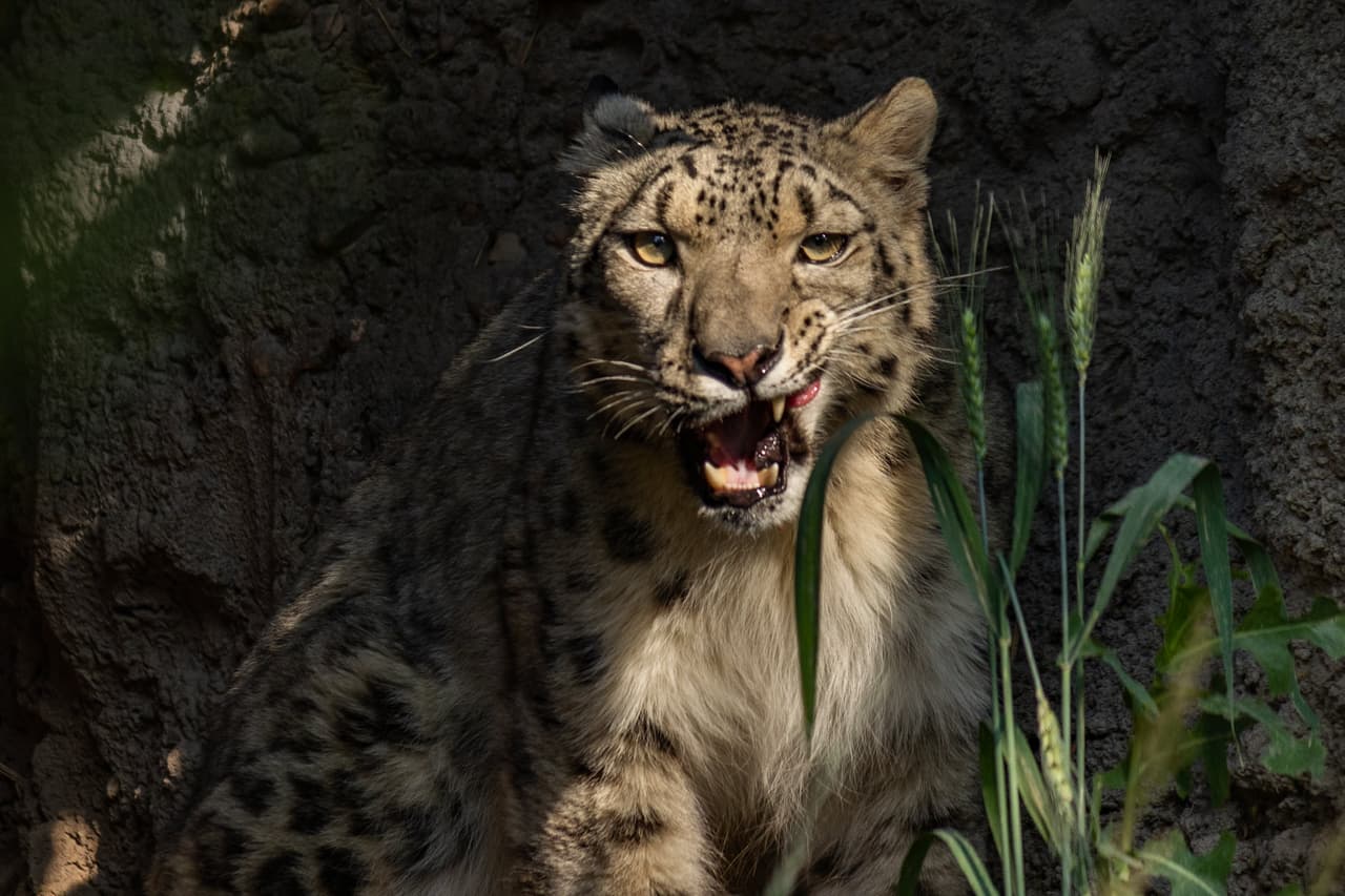 ¡También está Babs! Una leopardo de las nieves.