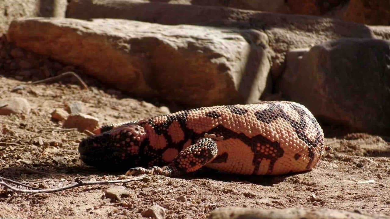 El monstruo de Gila inspira tratamientos clave contra la diabetes y la obesidad en Arizona