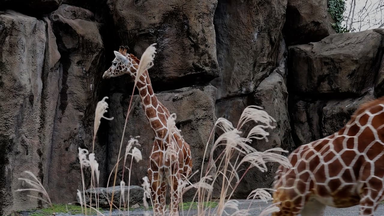 Todos se están adaptando bien y los cuidadores le están dando a Bea su propio espacio durante la noche, lo que ofrece algo de independencia y tiempo de tranquilidad.
<br>