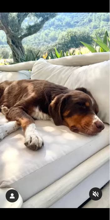 Esto gracias a 'Amor', un perrito que vive en la calle, en los alrededores del lugar en que se graba el show. 
<br>