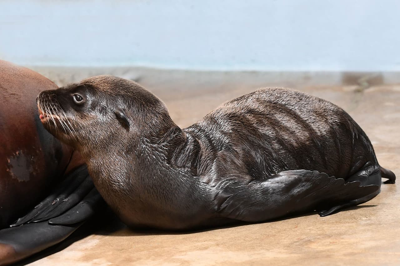 Por el momento, las crías no están a la vista del público, pues están reforzando vínculos con sus madres, quienes les está enseñando como nadar, entre otras cosas. Pero en pocas semanas podrás conocerlas.