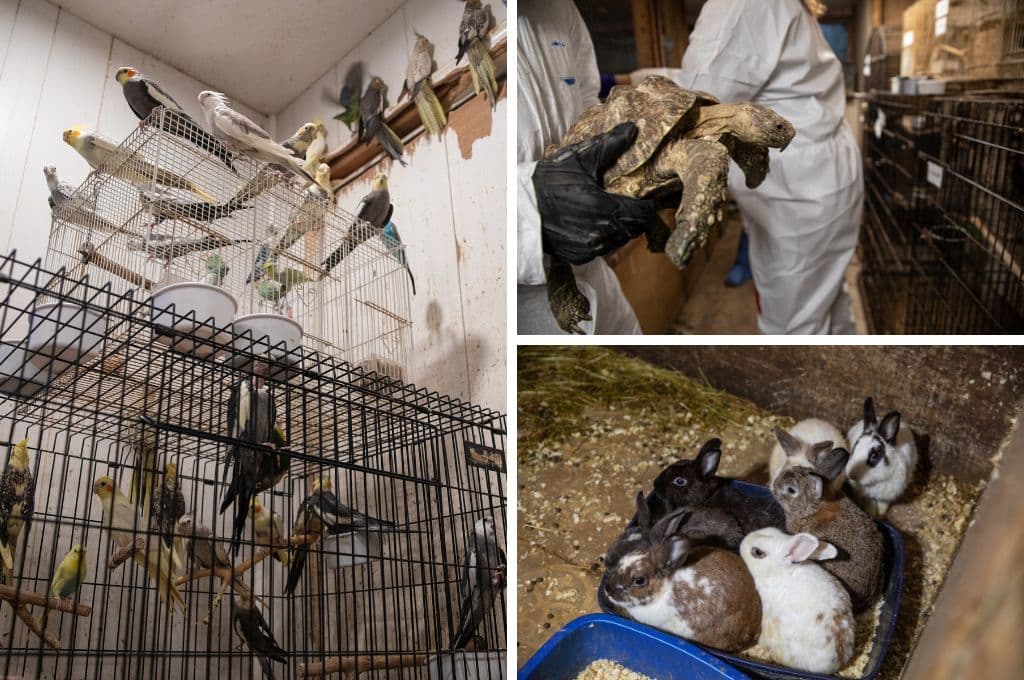 Mujer de Long Island vivía con más de 300 animales hacinados en su casa por lo que autoridades acudieron a rescatar a las mascotas que se encontraban en mal estado.