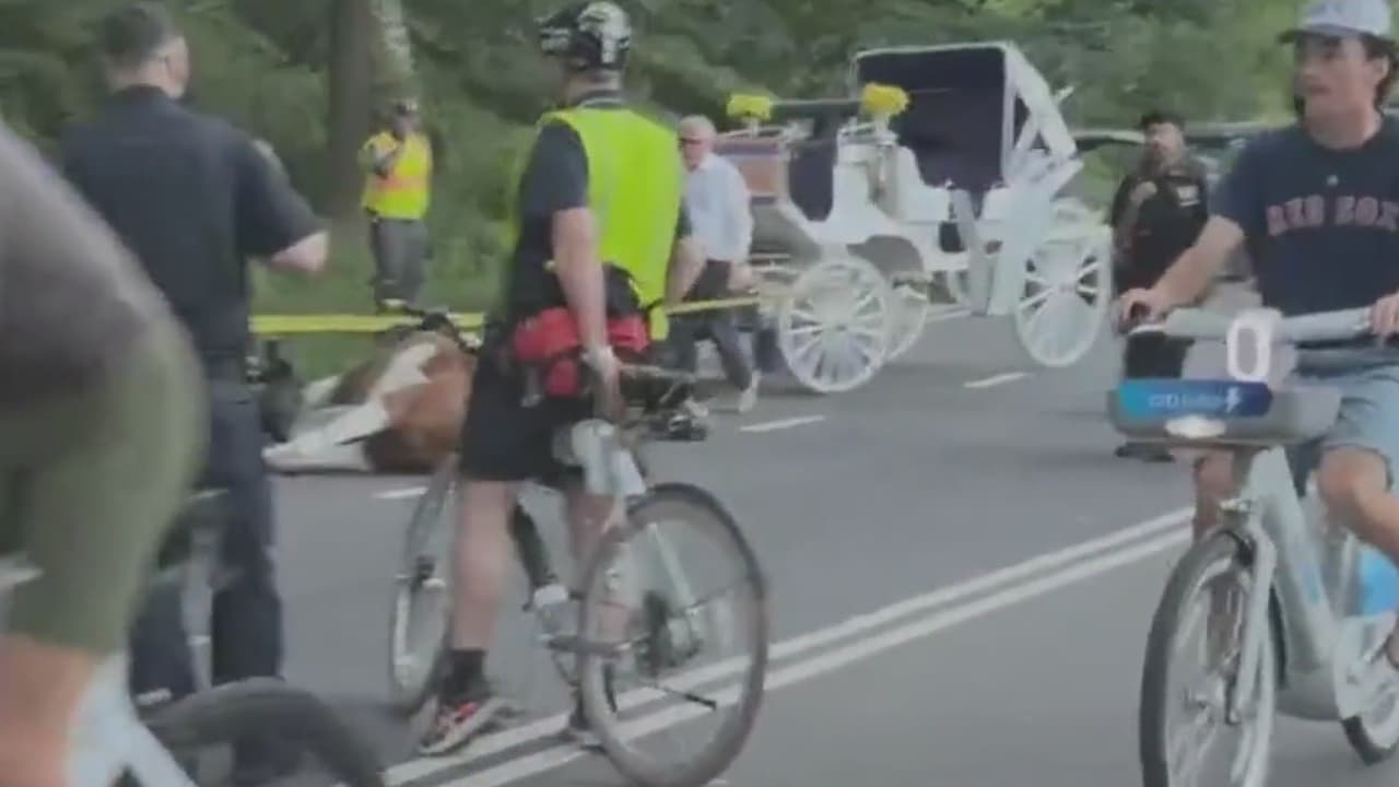 Caballo de carruaje de 16 años colapsa y muere en Central Park