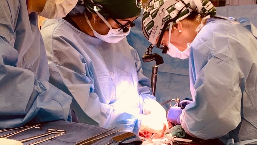 Dos riñones de cerdo modificados son trasplantados a un paciente con muerte cerebral