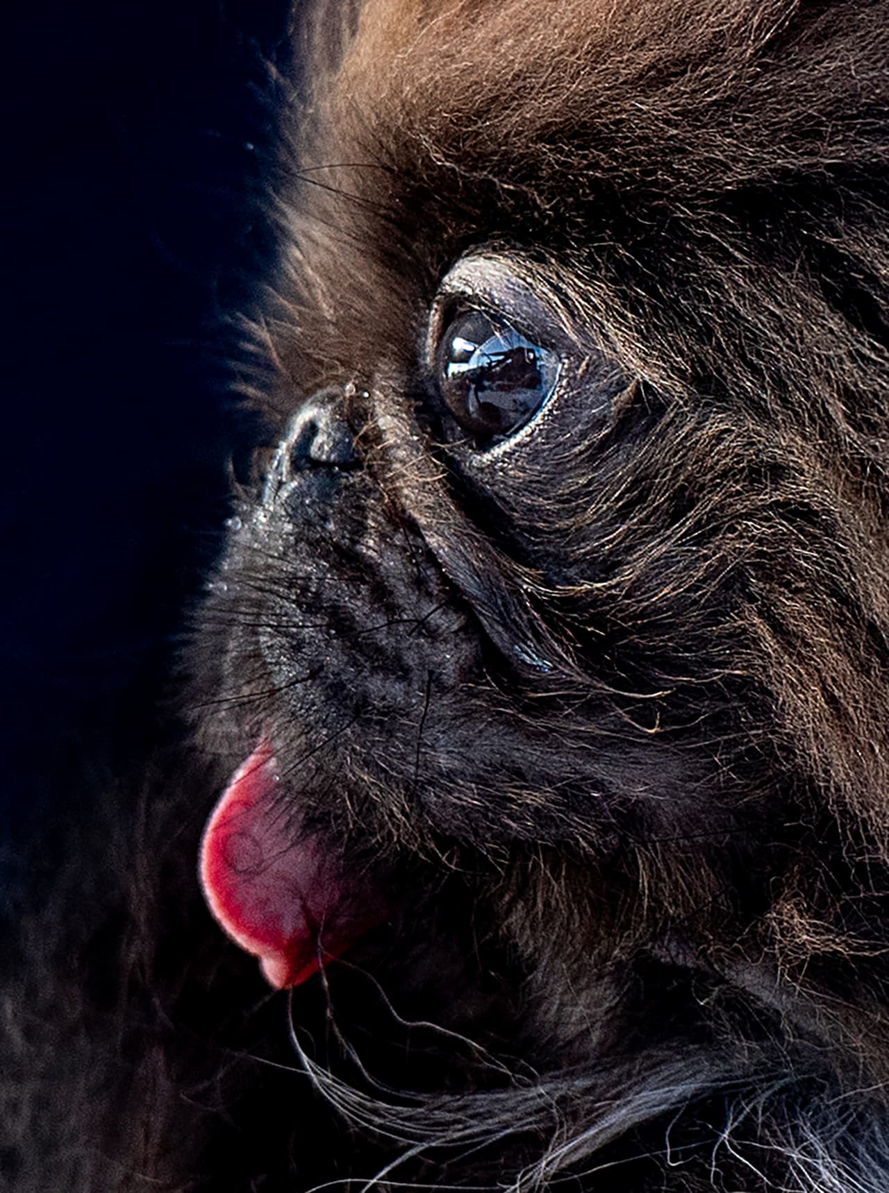 Y para que vean que lo de "la cara aplastada" no era en broma, aquí pueden ver el perfil (muy lejos de ser griego) de este animalito de 3 años de edad. Por alguna extraña razón y como si su 'look' no fuera lo suficientemente feo, a Wild Thang le gusta siempre traer la lengua de fuera.