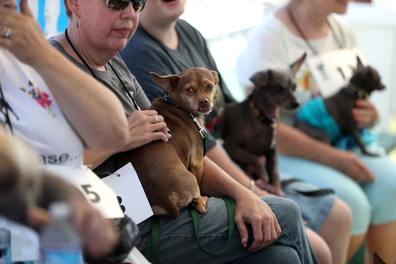 Los perros fueron juzgados por la 'primera impresión' que dieron al jurado, la presencia de atributos inusuales, su personalidad y la reacción de la audiencia.