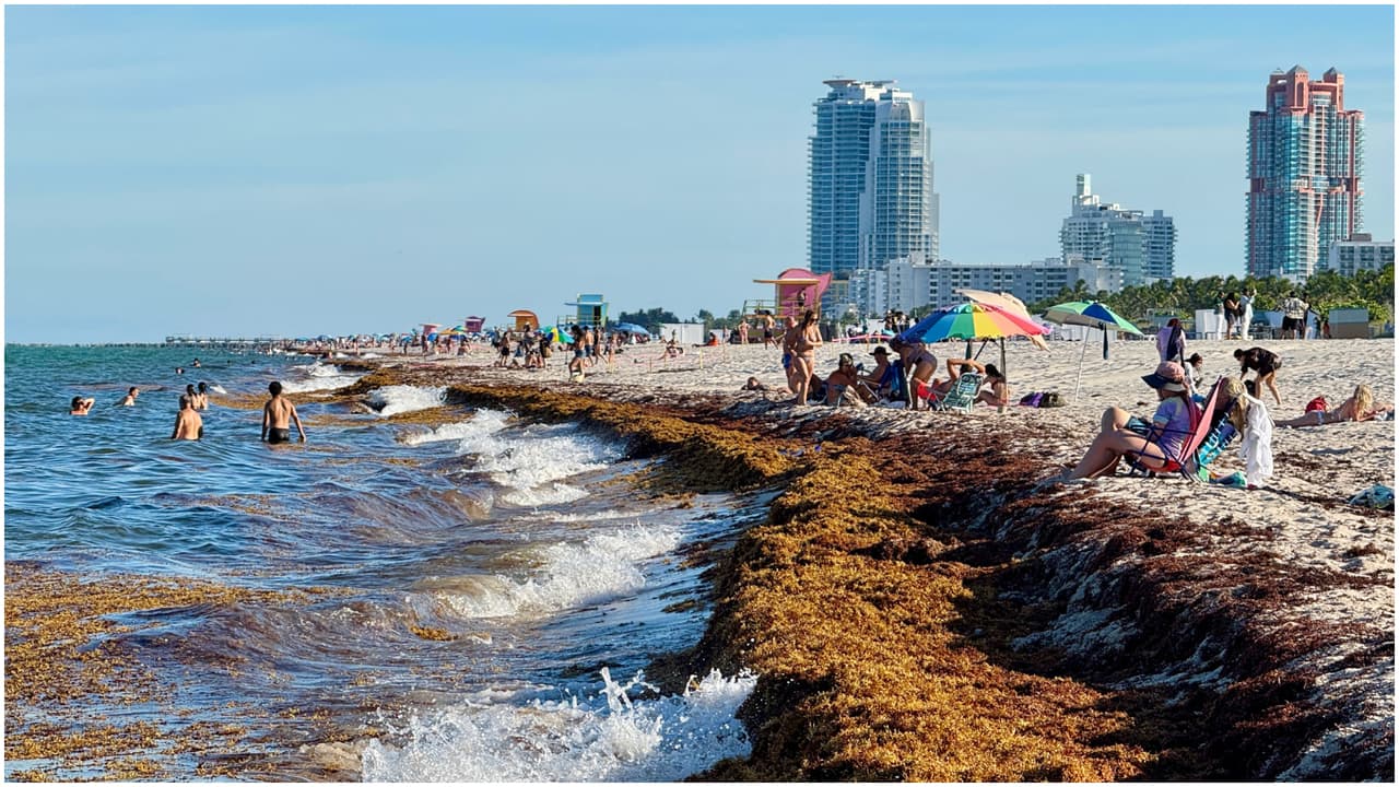 Alertas por calor, corrientes de resaca y sargazo en playas del sur de Florida en Memorial Weekend