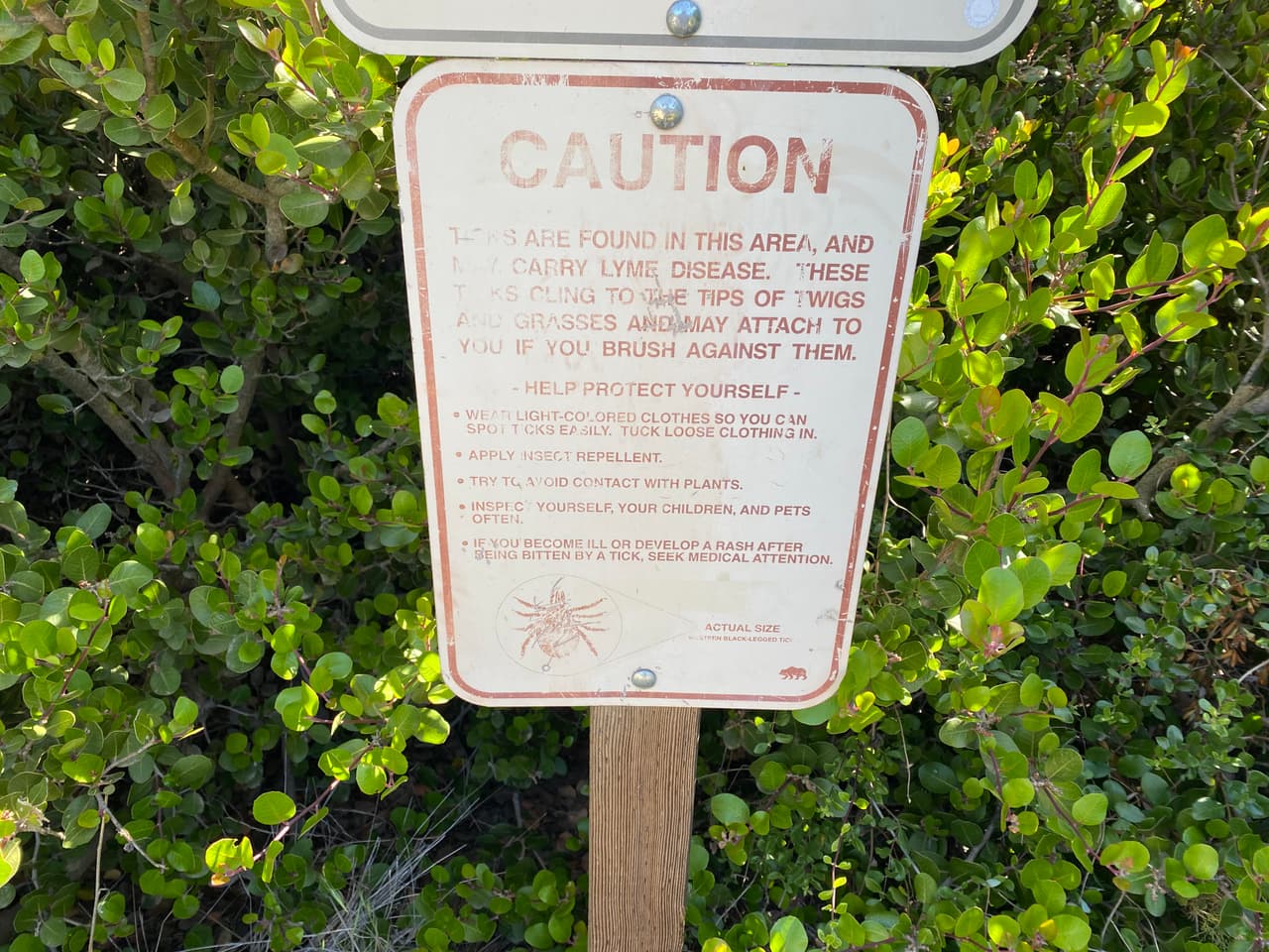 Como en todos los paseos de montañas, en Los Leones Canyon las garrapatas y otros insectos también están a la orden del día. Te recomendamos al final de tu paseo, sacudir tus zapatos y ropa antes de iniciar tu viaje de regreso a casa.