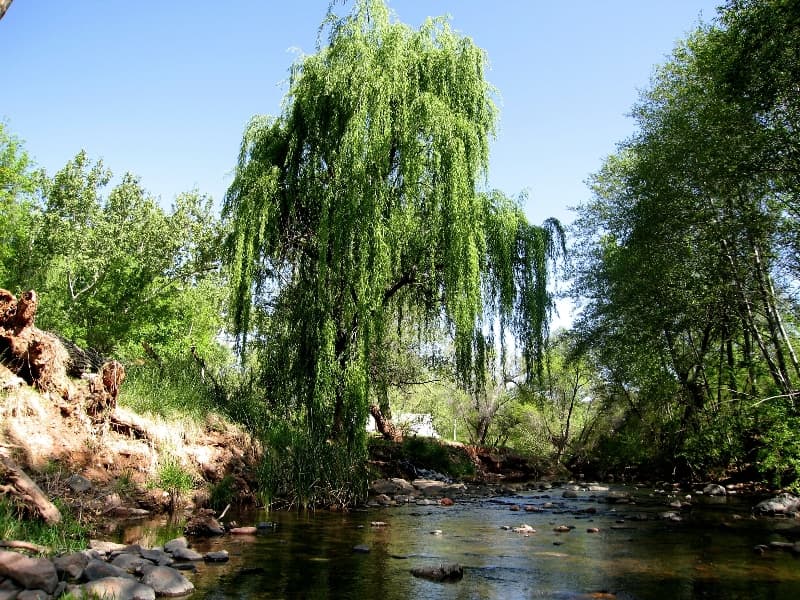 Una visita obligada a "Page Springs"