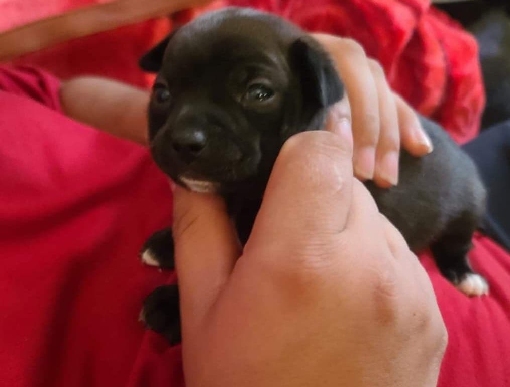 Esta es otra Luna y el la consentida de Sara Prado.