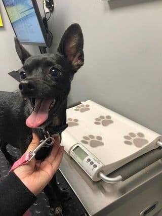 Luna no falta a sus citas con el veterinario.