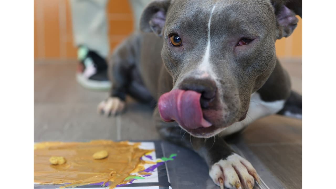 El simpático 
<b>Echo es uno de los cinco perritos que hicieron sus piezas de arte en el Refugio de Animales de Garland.</b> A un lado se ve el canva cubierto por un plástico que tiene mantequilla de maní.