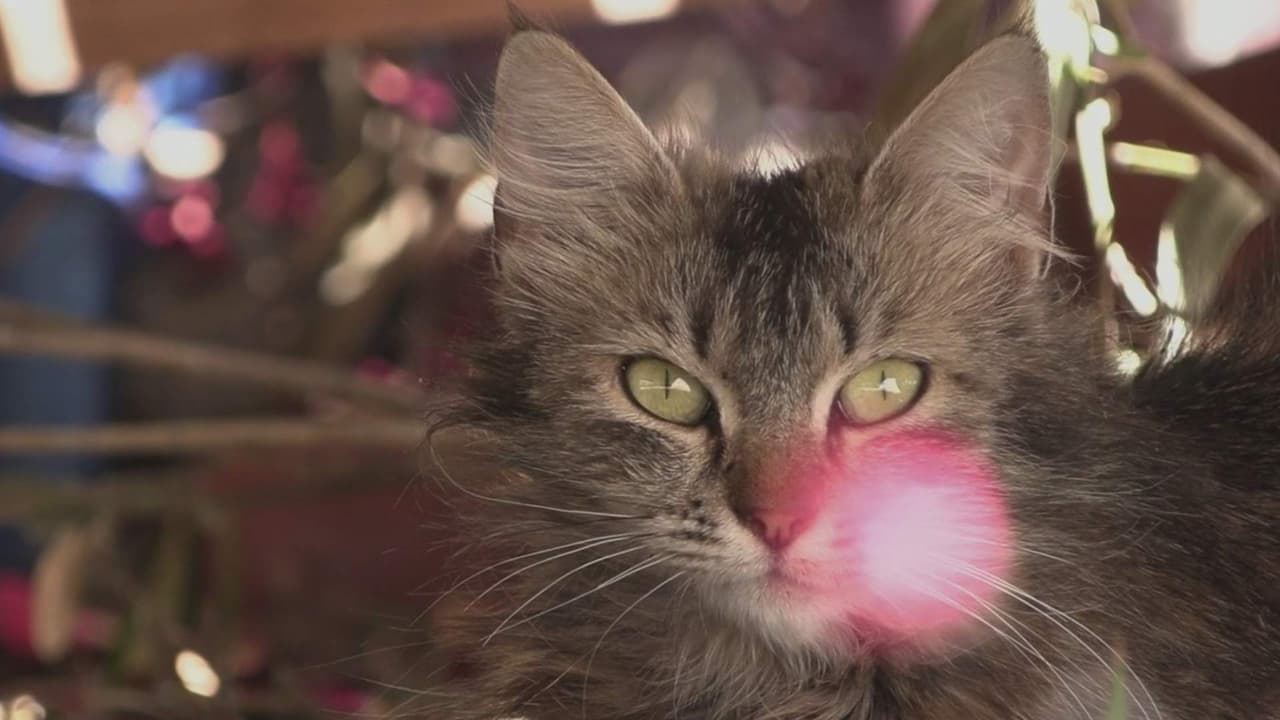 Crece el problema de gatos ferales en Sacramento; el condado promueve programas TNR y medidas preventivas
