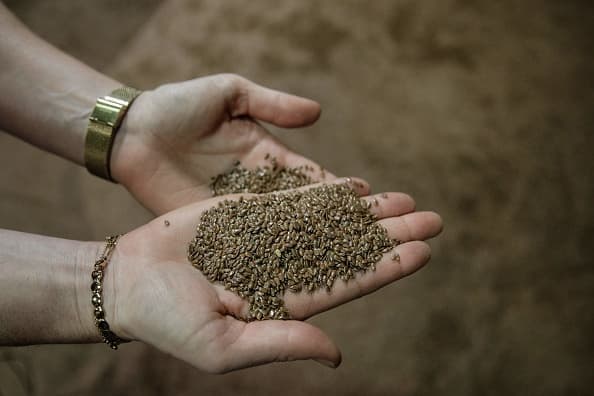 Según los expertos de la Universidad de Texas A&M, se aconseja a las personas
<b>no lanzar estas semillas a la basura,</b> ya que potencialmente pueden germinar y escapar a la naturaleza. Todos los casos deben ser reportados al USDA y todos los paquetes deben mantenerse seguros hasta se les den más instrucciones.
<br>
<br>“Todas las incidencias de recepción de estas semillas no solicitadas se deben informar al USDA-APHIS enviando un correo electrónico a Carol Motloch, coordinadora de operaciones estatales del USDA-APHIS en Texas PPQ, a carol.m.motloch@usda.gov. El correo electrónico debe incluir un número de teléfono, así como una descripción de la información del paquete. Deben enviar una foto de la etiqueta y el material también sería útil”, lee el escrito de la Universidad de Texas A&M.