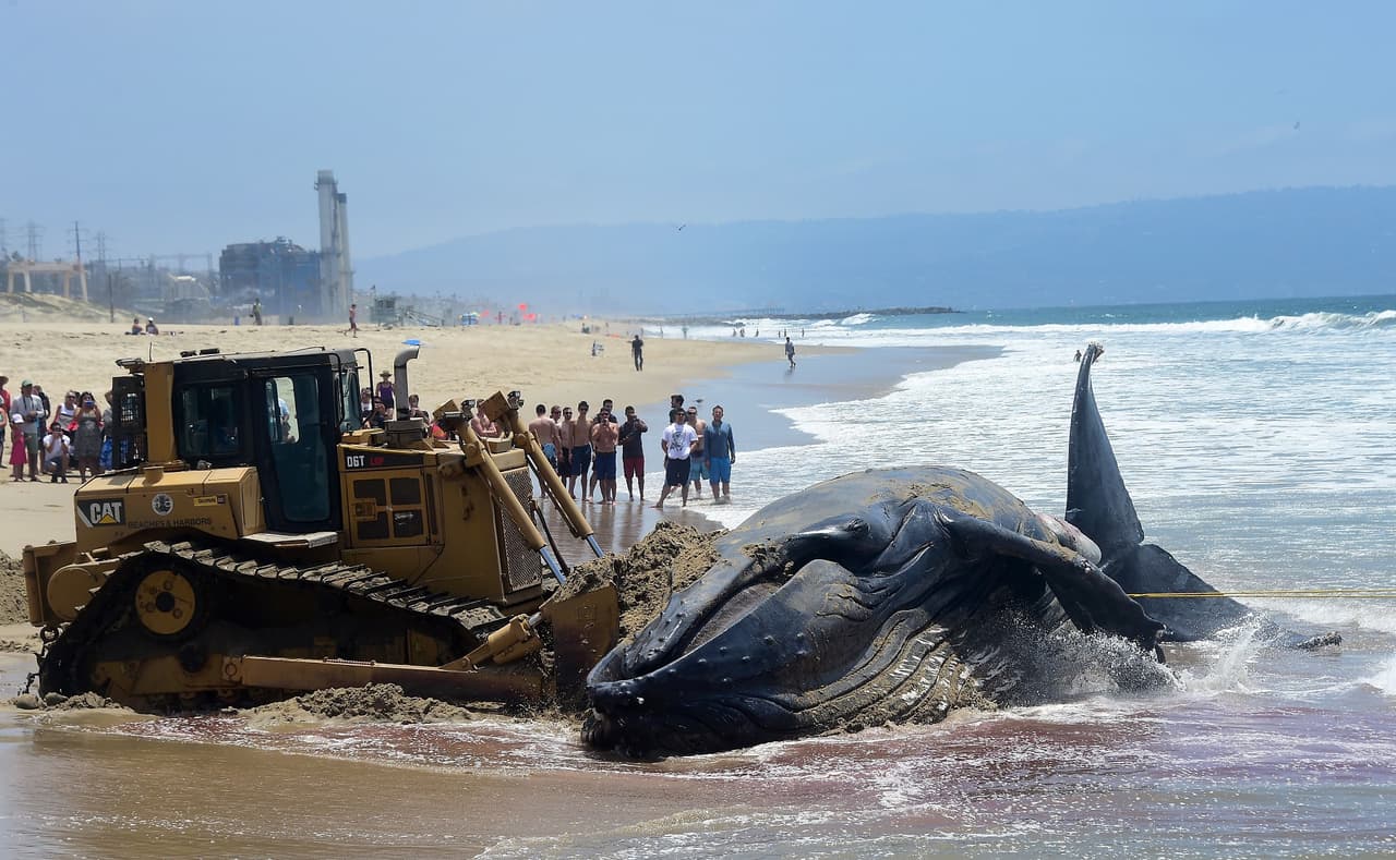 Los científicos de NOAA han explicado que el cuerpo de Wally siguió regresando a la orilla debido a una combinación de factores que incluyen los vientos, las mareas y la distancia que se arrastró el cadáver la primera vez que apareció en las costas.
