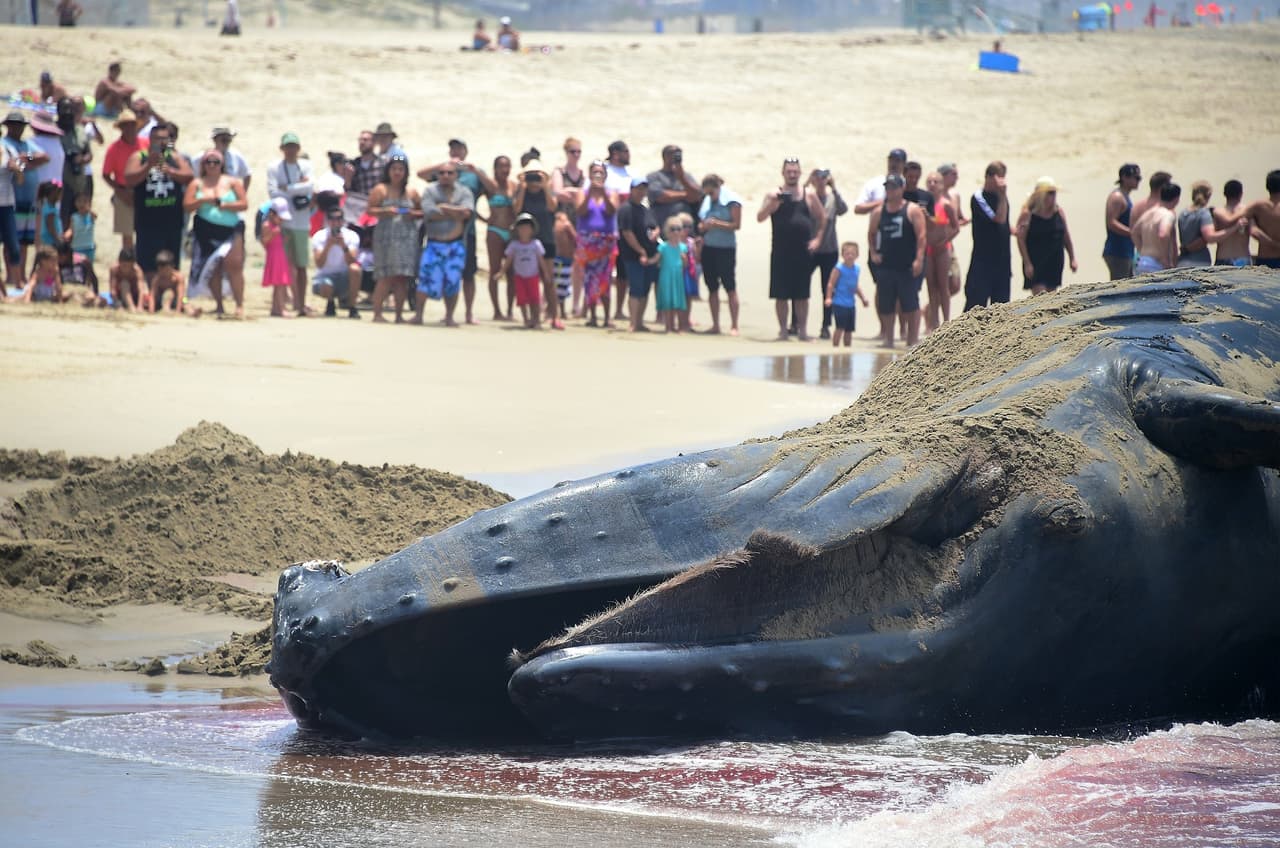 Los salvavidas del condado de Los Ángeles encabezaron las labores para arrastrar a 'Wally' mar adentro, sin embargo solo lograron jalar el cadáver por un lapso de 15 millas. Los rescatistas indicaron que sus naves no estaban capacitadas para cubrir las 30 millas que había recomendado NOAA.