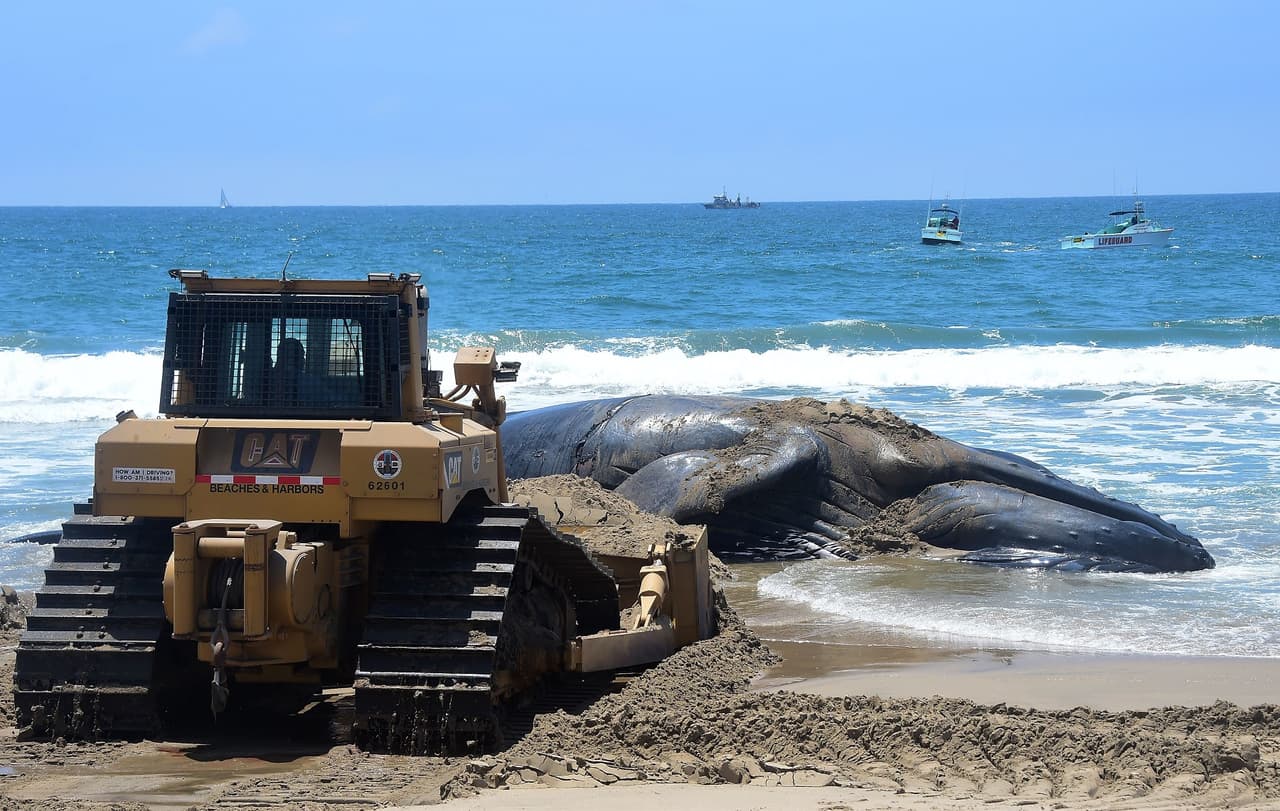 Luego de examinar el masivo cetáceo—identificado como una hembra de 15 años y conocida por el apodo 'Wally'—los científicos de NOAA organizaron un plan para remolcar la ballena mar adentro a una distancia de 30 millas de la costa.