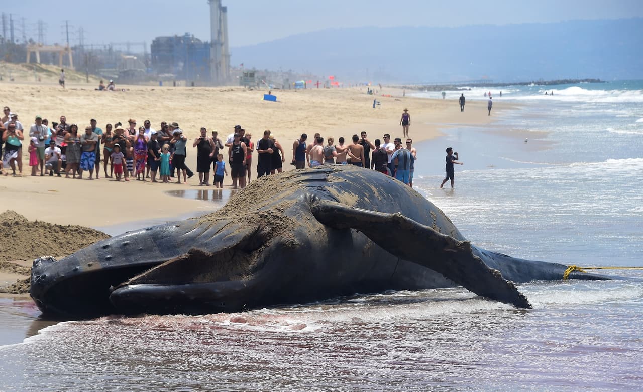 Los restos de la ballena jorobada, de aproximadamente 45 pies de largo (13.7 metros), fueron vistos por primera vez en la playa estatal Dockwieler, ubicada a poca distancia del Aeropuerto Internacional de Los Ángeles, según confirmaron miembros de la Administración Nacional Oceánica y Atmosférica (NOAA).