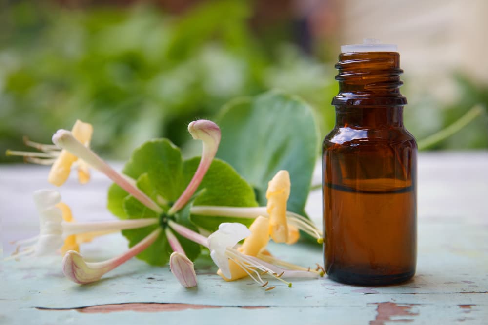 Esto al parecer viene de la mitología griega, pues tiene que ver con el mito de Cloe y Dafnis, que eran dos amantes que vivían una historia de amor, pero estaban condicionados porque sólo se podían ver cuando la madreselva florecía, puesto que vivían muy lejos.