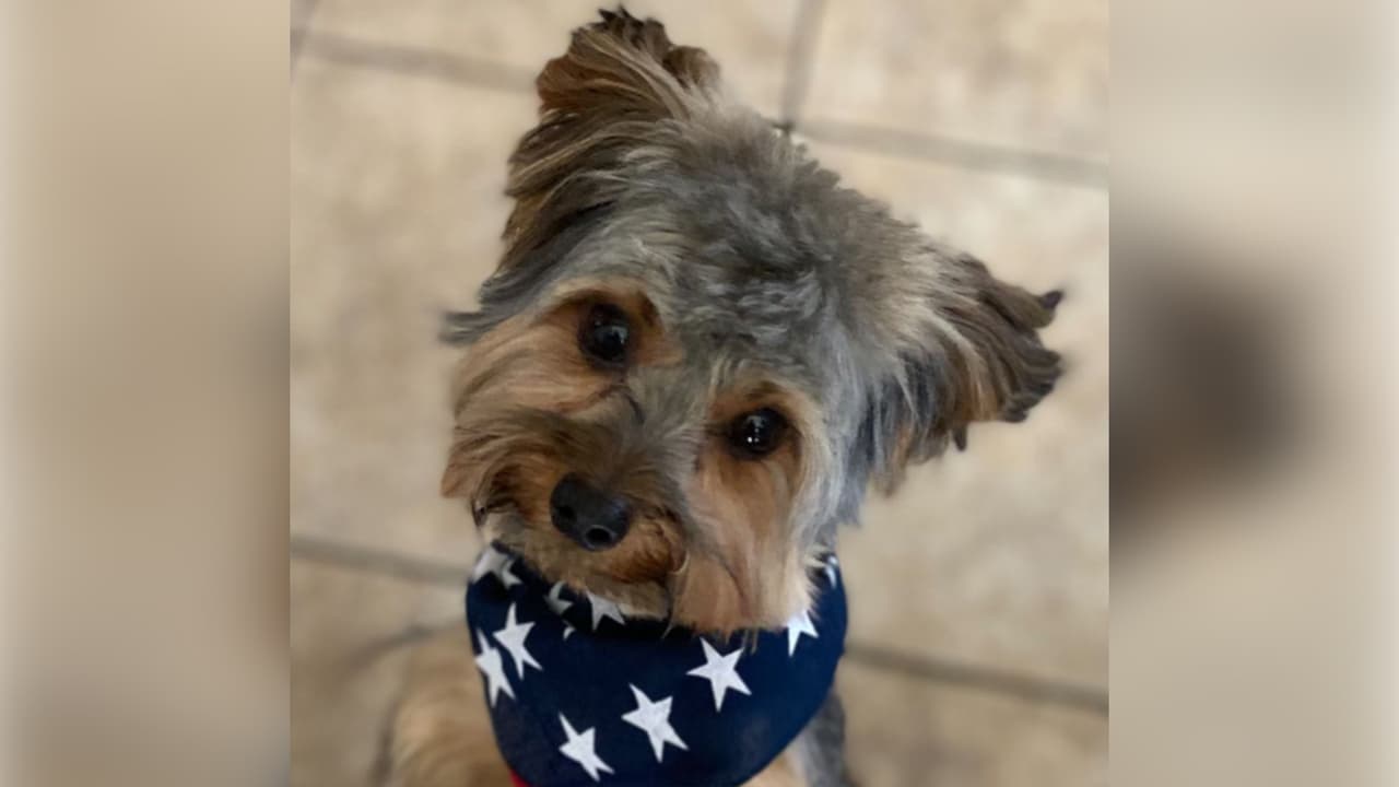 <b>Alfonso Rodríguez:</b> Astro es un Yorkie macho de 1 año y 10 meses. Es muy cariñoso, inteligente y muy juguetón.