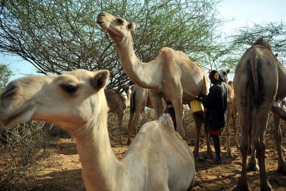 Para que se vea bien su cuerpo, el camello no puede llevar ningún tipo de adorno durante los concursos.