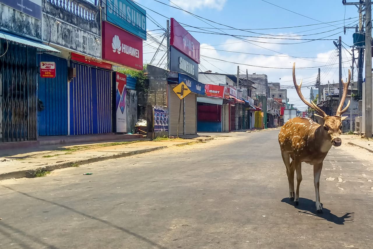 Este venado salvaje camina por la ciudad portuaria de Trincomalee, Sri Lanka.