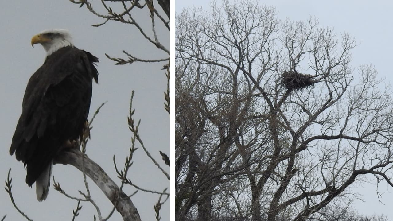 Las águilas de White Rock Lake ahora construyen otro nido, tras perder a sus crías
