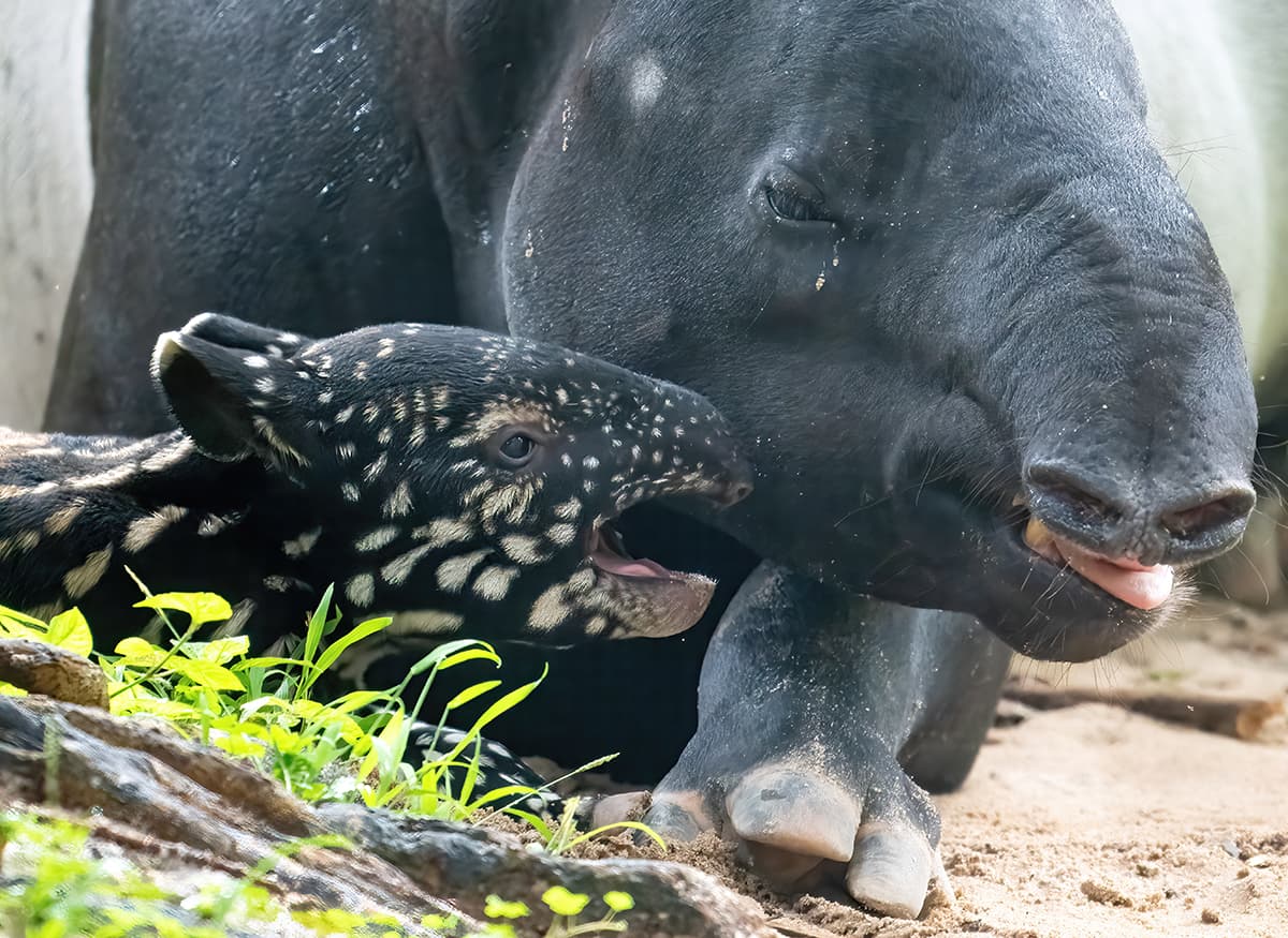 El recién nacido y su madre permanecerán fuera de la vista del público durante un tiempo indeterminado para garantizar que puedan establecer un vínculo adecuado sin distracciones.