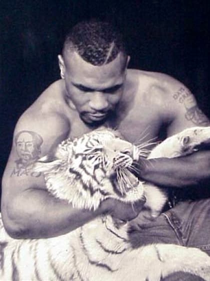 El mismo
<b> Tyson</b> confesó que la única vez que uno de sus tigres lo agredió, fue porque el boxeador intentó darle un beso y el animal le pegó con su cabeza, tirándole uno de sus dientes de oro.