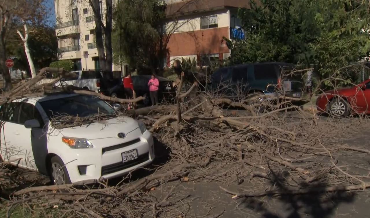Según Lorena Hernández, residente del área, tras recibir la alerta de Univision34.com en su celular, temía que esto sucedería debido a que el árbol cerca a su vivienda mostraba signos de colapsar desde hace mucho.