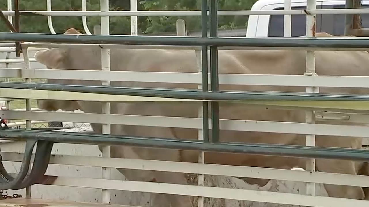 Después de que el animal se relajó un poco, pudo ser trasladado a un lugar seguro. La vaca no sufrió daño alguno.