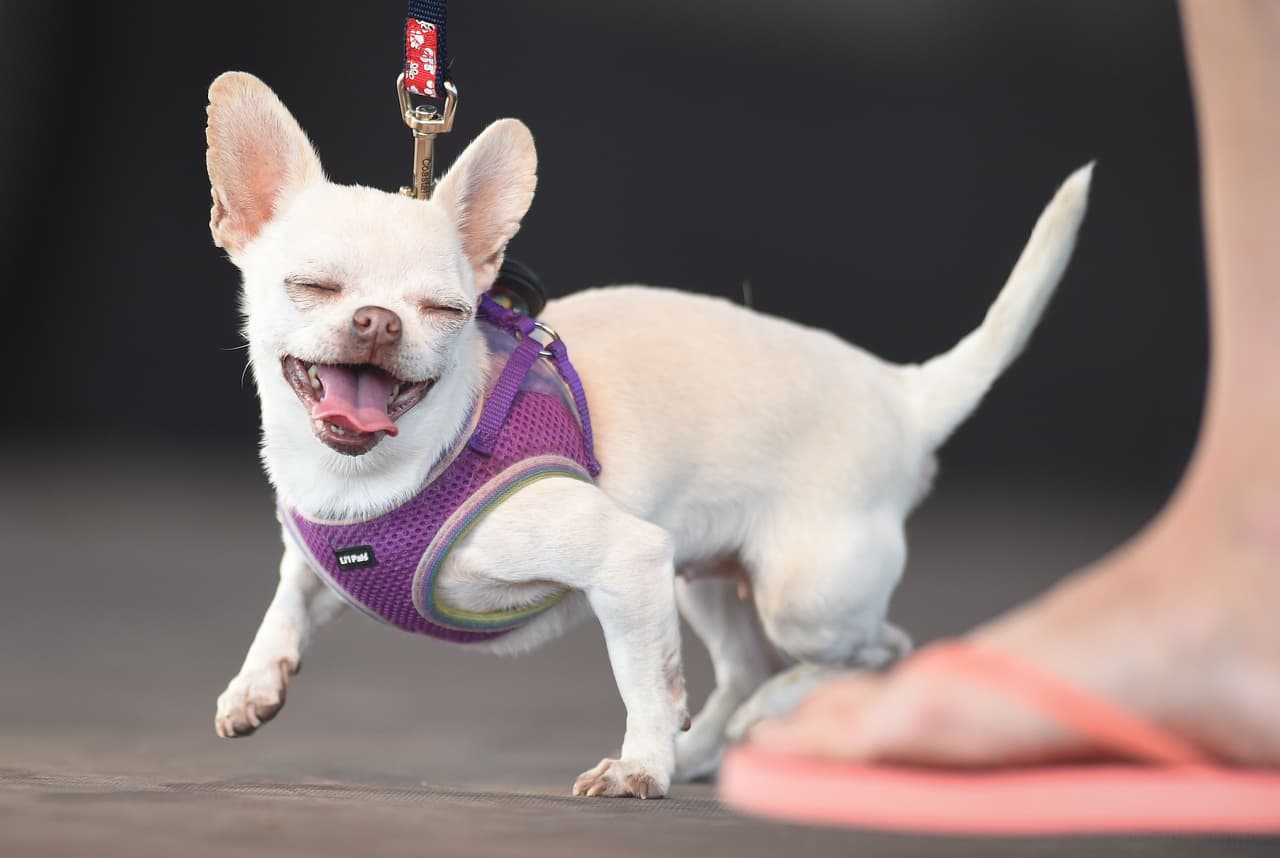 La chihuahua Mrs. Kravitz también fue inscrita en la competencia 'El perro más feo del mundo 2018', aunque a simple vista quedaba claro que no tenía mucha oportunidad de ganar, pues al lado de sus contendientes, lucía hermosa.