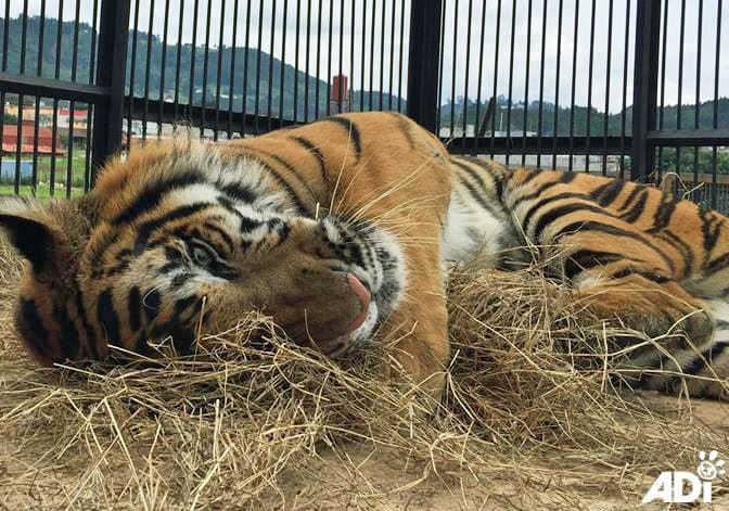 En 2018 comenzó la ‘Operación Libertad’, luego que el gobierno de ese país, prohibió el uso de animales en los circos.