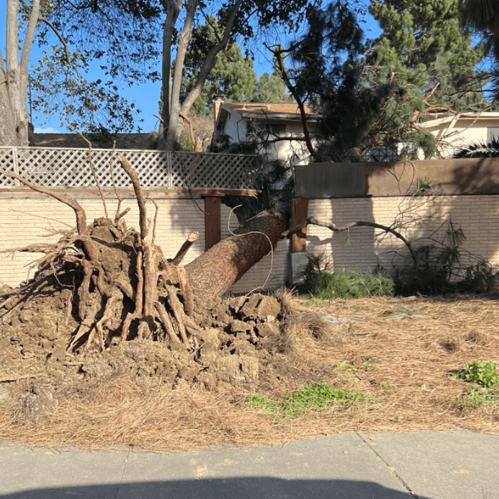 Otro residente de Fremont compartió con este medio la fotografía de esta árbol que dañó una barda en la zona de la avenida Paseo Padre Parkway y Thornton Avenue.