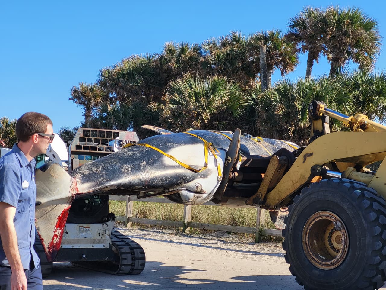 La ballena asesina de más de 7,000 libras de peso y 21 pies de largo fue localizada la mañana del 11 de enero al sur de Jungle Hut Park en Palm Coast, de acuerdo con informes iniciales del Alguacil del condado Flagler. La Administración Nacional Oceánica y Atmosférica señaló a través de un comunicado que la ballena era una hembra de edad adulta y que no tenía algún indicio de interacción con humanos o golpes, además se detectaron algunos "signos de enfermedades". Los detalles de la causa de la muerte de la ballena asesina que apareció en la costa de Florida serán dados a conocer una vez que se concluya la necropsia y los estudios de laboratorios correspondientes.