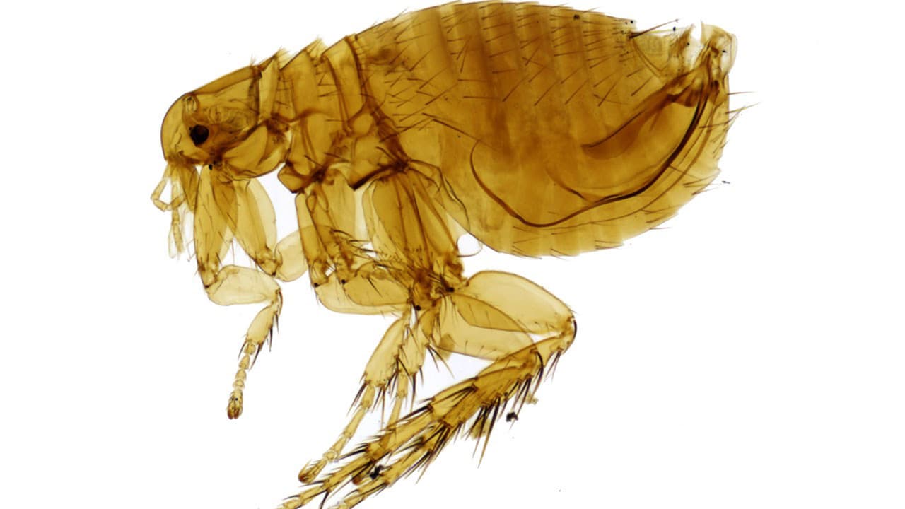Pronostican presencia de pulgas en el área de Chicago este mes