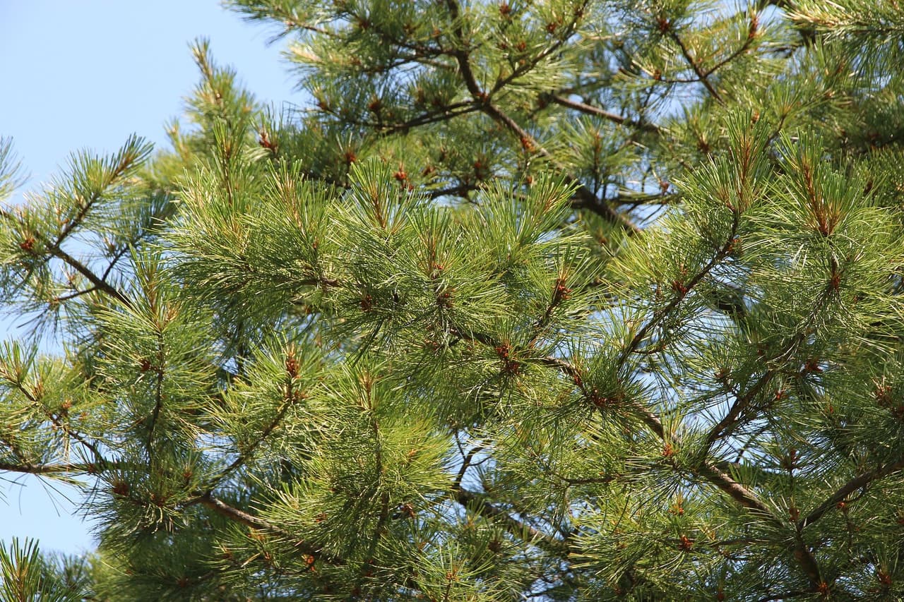 La fiebre del cedro y alergias afecta a las personas de manera diferente y los síntomas pueden incluir estornudos, secreción nasal, picazón en los ojos, tos, dolor de cabeza y congestión nasal.