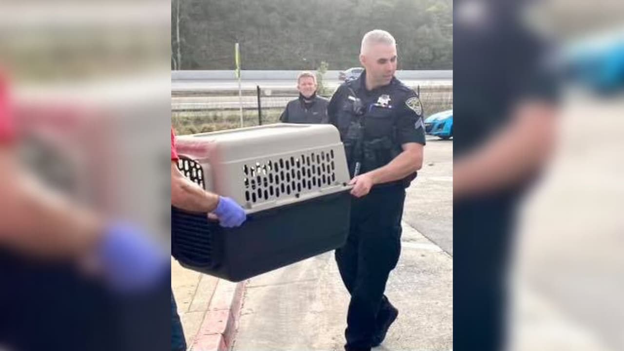 Los oficiales indicaron que el animal fue hallado en el área de East Francisco Blvd. y Grange Way. “Ivy” fue localizada después de que ella aleteara sobre la carretera mientras evitaba ser golpeada por varios coches, se informó.
<br>