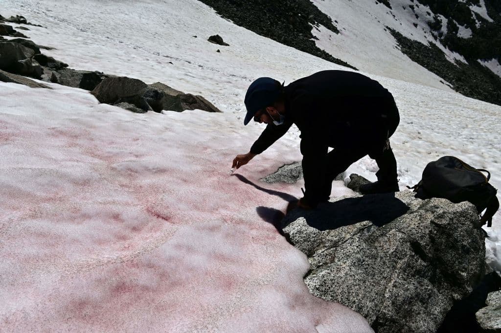 Nieve rosada, o como también suelen llamarla 'nieve sandía', ha vuelto a aparecer en los Alpes italianos, esta vez en el glaciar Presena, al norte de Italia, como informó el investigador Biagio Di Mauro - en la foto- perteneciente al Instituto de Ciencias Polares del Consejo Nacional de Investigación de Italia.