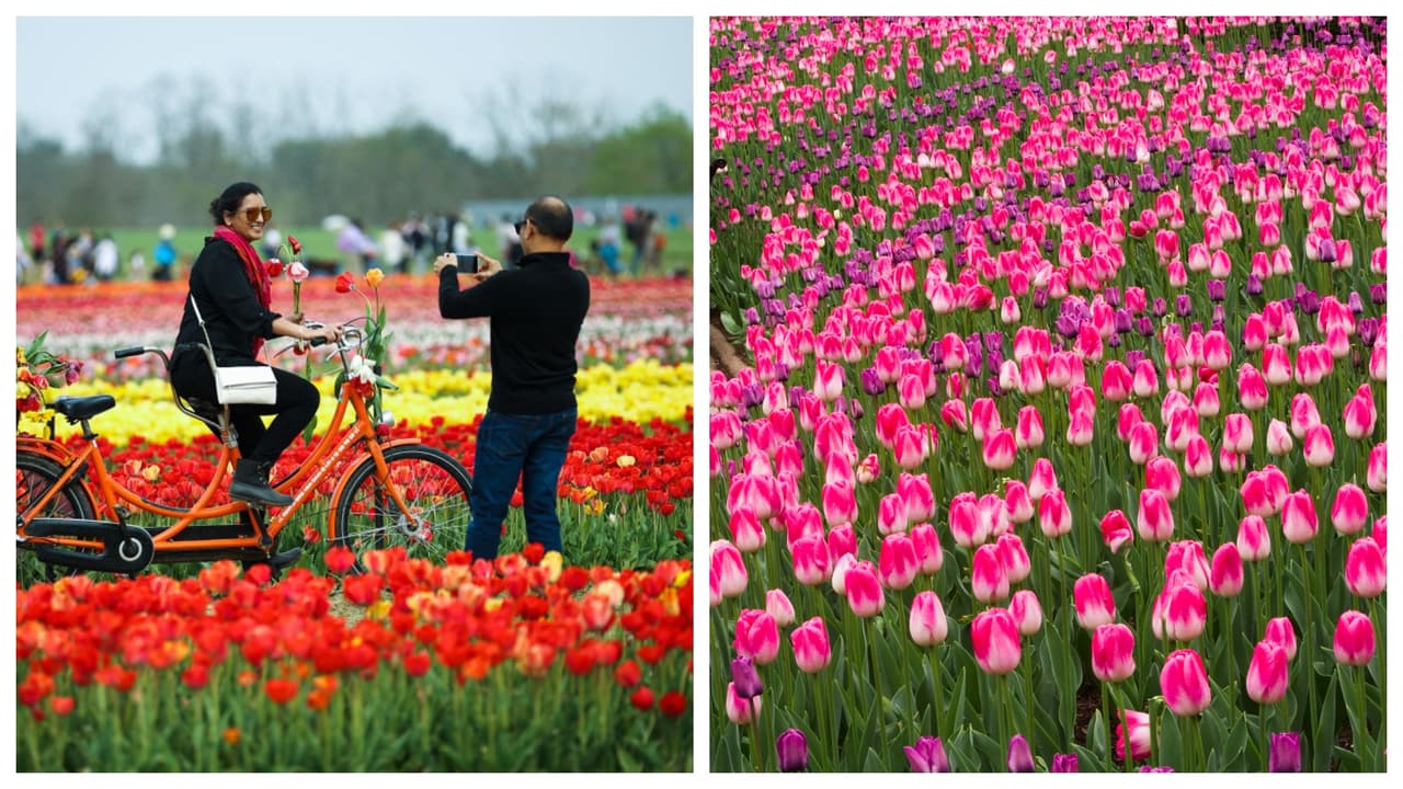 Una explosión de tulipanes viste de color Nueva York y Nueva Jersey