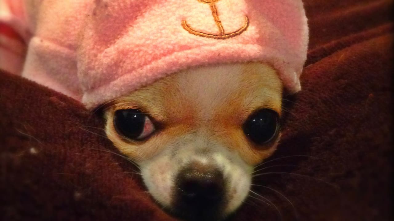 A partir del 1 de febrero, es obligatorio que todas las mascotas en la ciudad de Houston ya sean perros o gatos tengan un microchip.