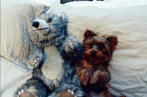 ¡Ternurita! Tobi es un perro muy mimado y así se alista para irse a dormir.